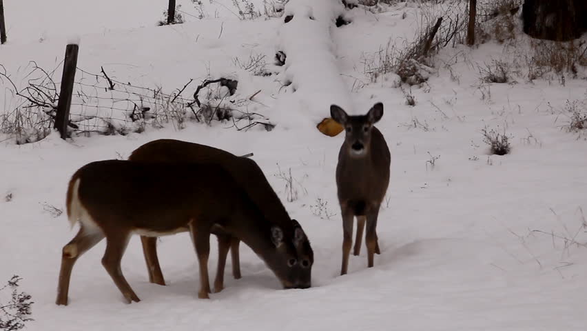 Deer in the winter scavenging for food