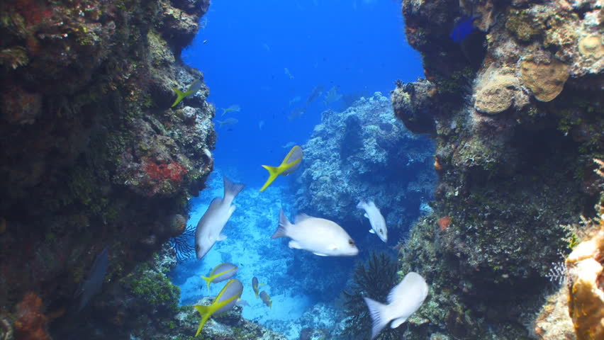underwater fish swim in a crevice