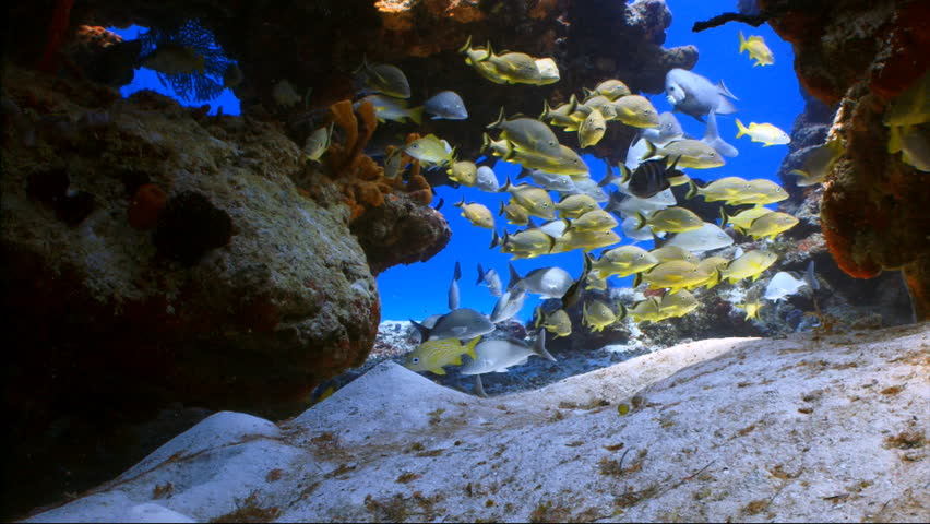 Underwater school of fish in a cave