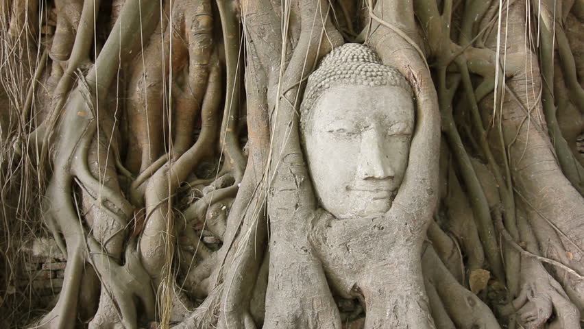 Dolly shot of Buddha head entangles in tree roots 