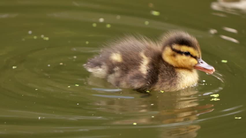 A baby mallard duck swimming on water in slow motion