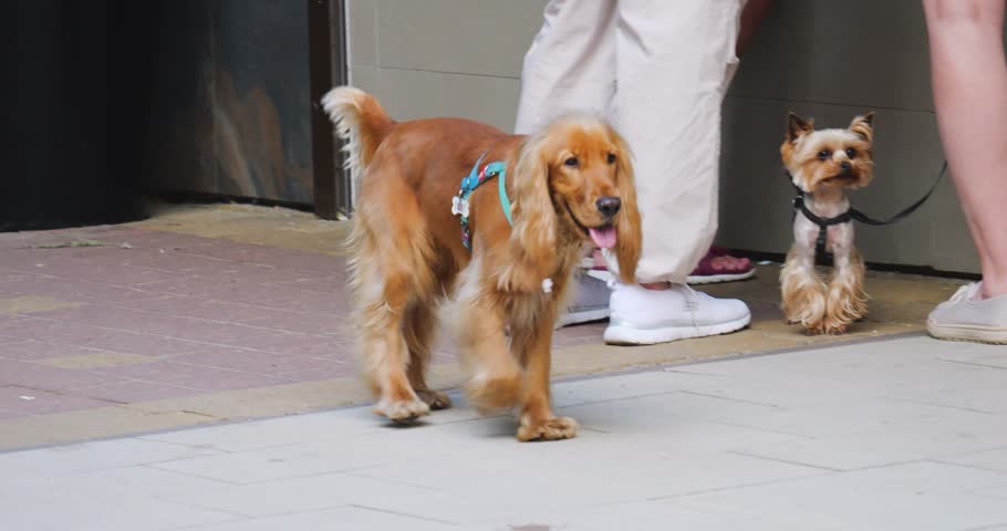 Yorkshire Terrier and English Cocker Spaniel dogs walk with their owners on the city pedestrian zone.