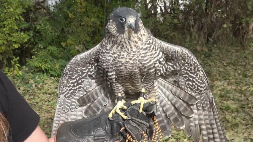 The falcon bird poses beautifully in front of the camera