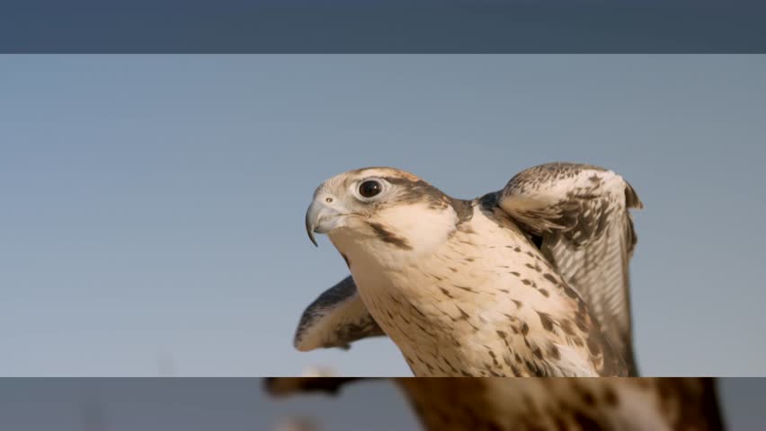The falcon bird poses beautifully in front of the camera