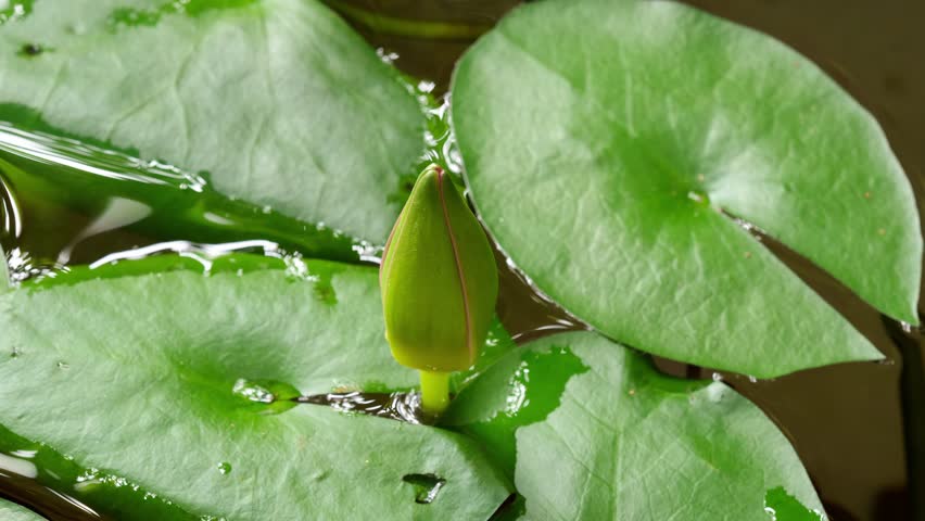 4K time lapse footage of blooming purple water lily flower from bud to full blossom in waterlily pond, beautiful lotus flower timelapse video close up b roll shot, side view.