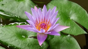4K time lapse footage of blooming purple water lily flower from bud to full blossom in waterlily pond, beautiful lotus flower timelapse video close up b roll shot, side view. - Powered by Shutterstock - Get 15% off with code: PIKWIZARD15