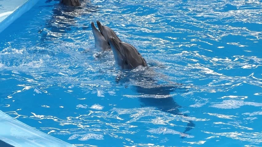 Close-up of two dolphins swimming in the pool at the dolphinarium. Performance of dolphins in the dolphinarium.