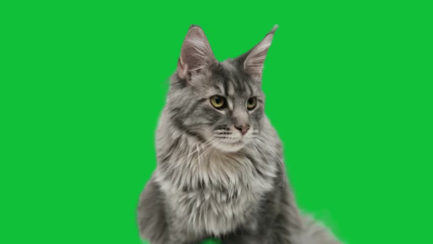 4K green screen video clip featuring an adorable ash-colored cat, perfect for cute pet videos, creative projects, and visual effects