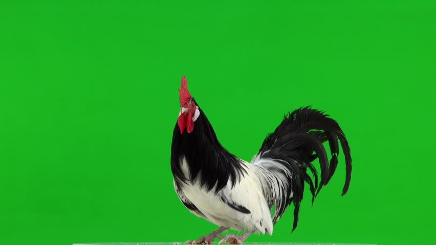 dancing rooster on green screen