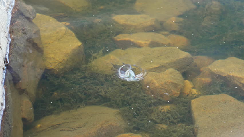 Cutthroat Trout swimming through the shallows as it looks for food In the Uinta Mountains of Utah.