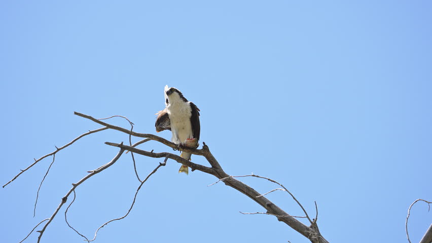 Osprey flying away as it carries a Brown Trout in slow motion.