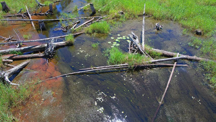 Land swamp and dry Spruce tree trunks rising from green watery surface in the wilderness of Canada. Wild nature and forest vegetation shot during overlanding and travel off road.