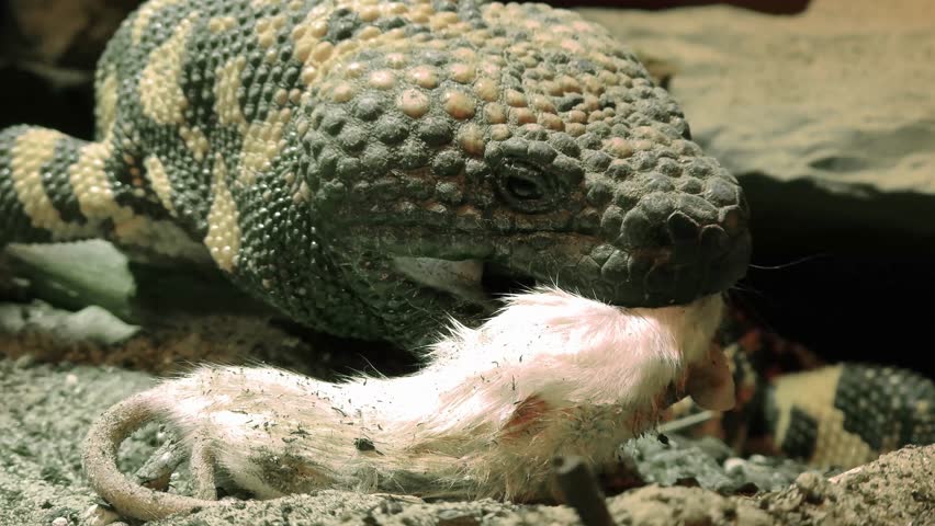 Gila monster, its scientific name is Heloderma suspectum suspectum