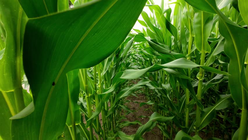 Corn plantings. Walking through rows of young corn.Growing feed corn.Green corn leaves background. 4k footage