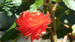 Tuberous begonia flowers, closeup of red Tuberous begonia flowers blooming on the window sill. Home decoration. Sunlight. Colorful Begonia Evansiana Andrews plants - Powered by Shutterstock - Get 15% off with code: PIKWIZARD15