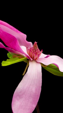 Time Lapse of flowering Magnolia flowers on black background