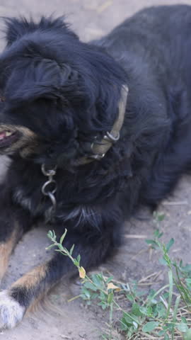 portrait of different dog breed.Old German Shepherd, Irish Wolfhound and street animal.chained pets in garden. sstkVertical