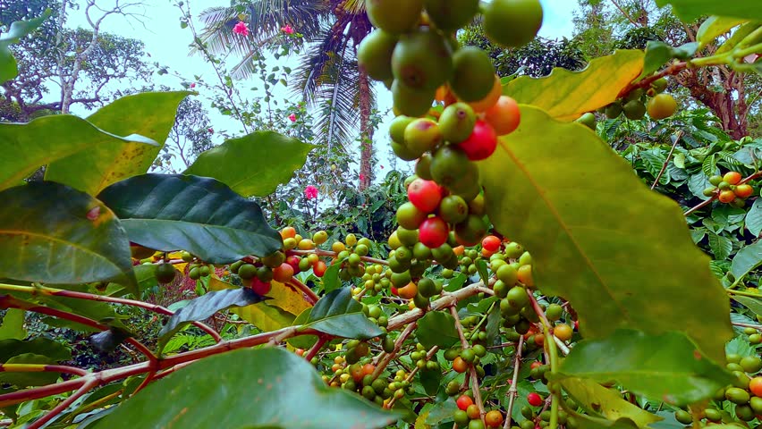 Coffee plant with ripe beans. coffee beans ripening on the branch, plantation in Coorg, India. Group of ripe and raw coffee berries on coffee tree branch	