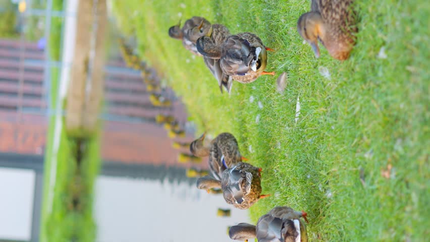 Ducks walking by a pond in a vertical shot in 4k slow motion 60fps