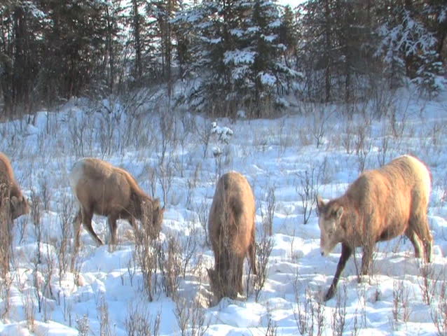 Rocky Mt Sheep in Jasper