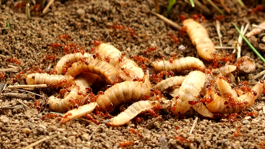 Ants are attacking maggots on ground, out door Chiangmai Thailand.