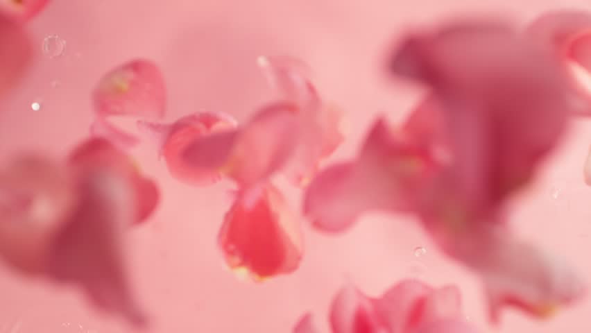 Super Slow Motion of Falling Pink Rose Petals into Water. Filmed on High Speed Cinema Camera, 1000 fps.