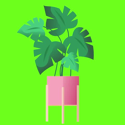 House plant or green flower animation with greenscreen