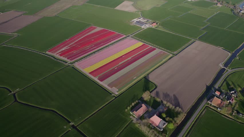 Aerial view of colorful tulip fields in bloom, Workum, Friesland, Netherlands.