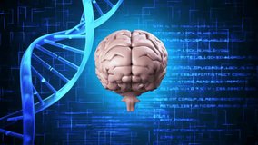 Animation of digital data processing, human brain over dna strand spinning. Global science, connections, computing and data processing concept digitally generated video. - Powered by Shutterstock - Get 15% off with code: PIKWIZARD15