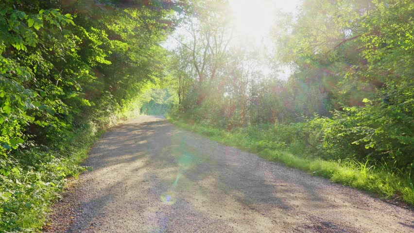 Beautiful green pathway road in Slovenian forest in the countryside of Maribor, no people forest sun calm nature unpolluted shadows trees leaves beautiful peaceful sunrays sun static Slovenia trail