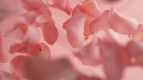 Super Slow Motion of Falling Pink Petals with Splashing Water Surface on Light Pink Background - Powered by Shutterstock - Get 15% off with code: PIKWIZARD15