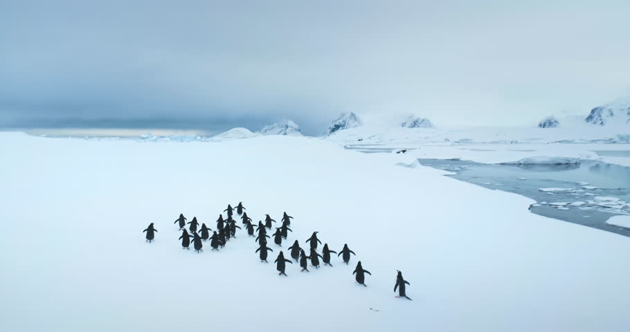 Big group of penguins running Antarctic snowy field. Snow-covered landscape with mountains and polar ocean coast. Sea birds colony migration. Explore wildlife sea birds in Antarctica. Aerial footage