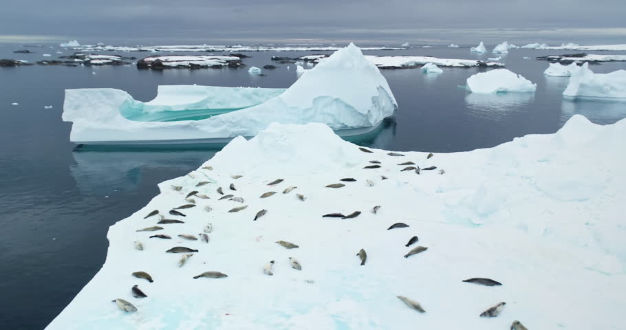 Big weddell seals colony lying on snow iceberg. Sea leopard animals on polar ocean. Antarctica wild nature aerial landscape. Travel, explore wildlife. Ecology, climate change, global warming in Arctic