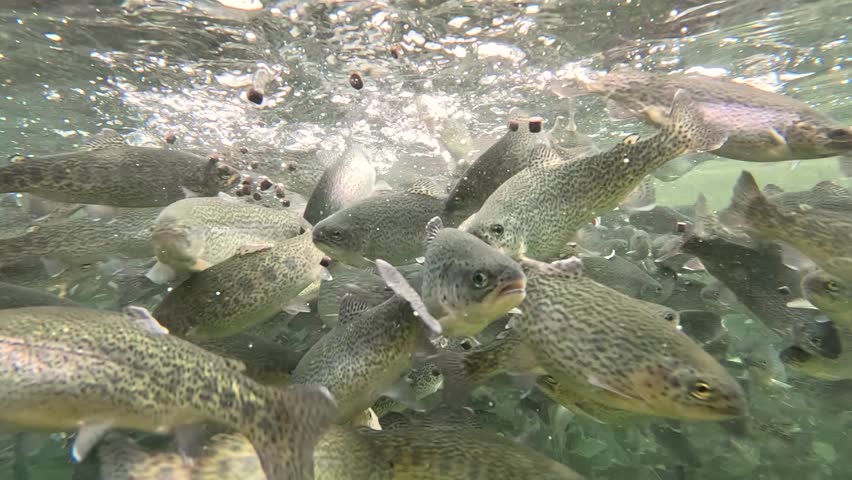 Feeding trout in the fish pond, breeding in fish farm, fight for food, clear and cold water from a mountain stream, underwater footage, slow motion