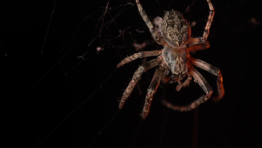 Big Scary Frightening Garden Spider Sitting At Night On Web, Waiting For Victim  - Powered by Shutterstock - Get 15% off with code: PIKWIZARD15