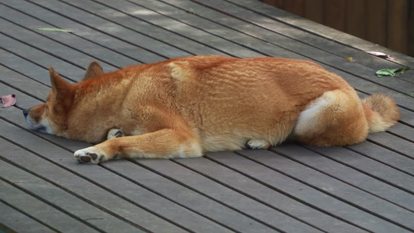 A dingo lying flat on stomach on the wooden platform, close up shot of Australian native wildlife species.