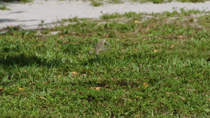American White Ibis in Key Biscayne, Florida, USA