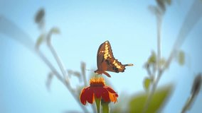 Swallowtail butterfly feeding and taking off blooming orange flower in beautiful summer garden, blue sky in background. Slow motion, macro closeup, 4K. - Powered by Shutterstock - Get 15% off with code: PIKWIZARD15