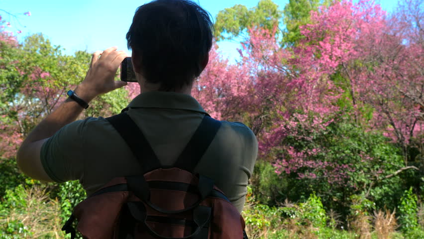 Man in green shirt with backpack taking photos of blooming pink trees in lush park on sunny day. Adventure and Nature Exploration
