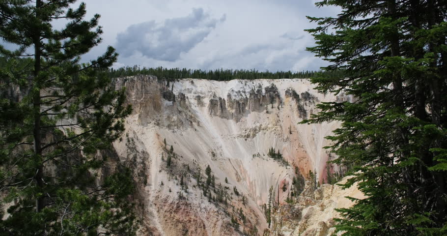 Sheer cliff of the Grand Canyon of Yellowstone and pine trees