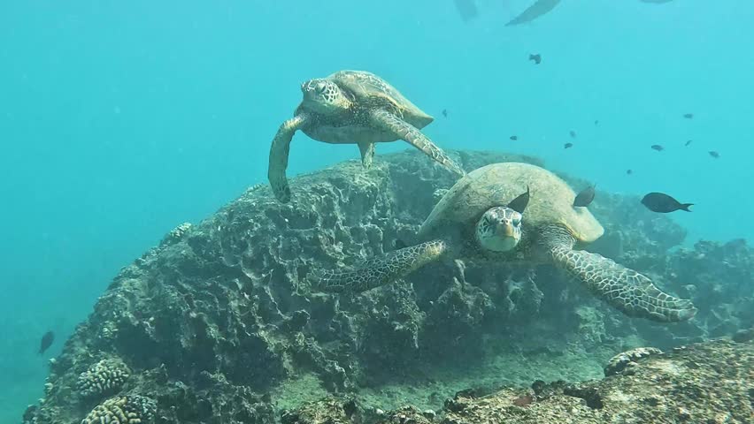One Green sea turtles hitches a ride on another turtle at a cleaning station on a large coral head in the warm tropical waters of Hawaii, USA