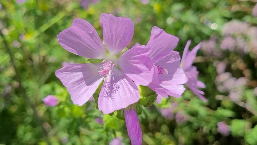 Wildflower, musk mallow (Malva moschata) in the wind, Bavaria, Germany