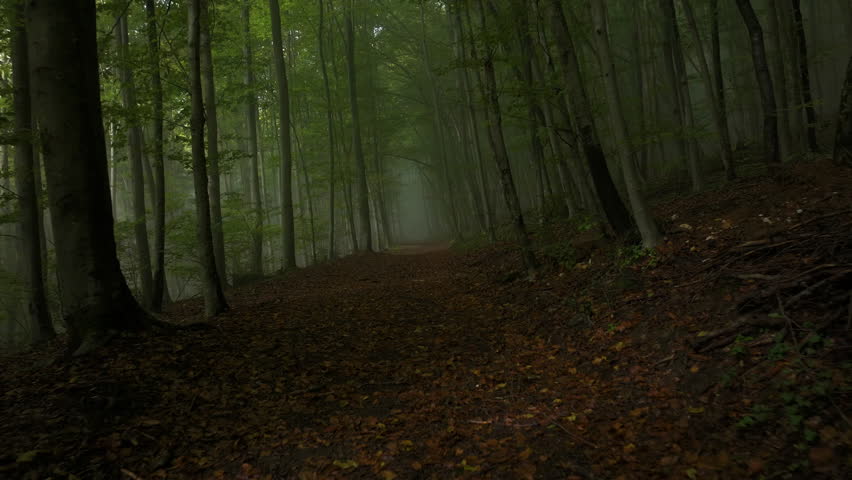 Serene forest path among tall deciduous trees, enveloped in morning autumn mist. Soft light filtering through fog creates a dramatic scene and enhances serenity and beauty of woodland environment.