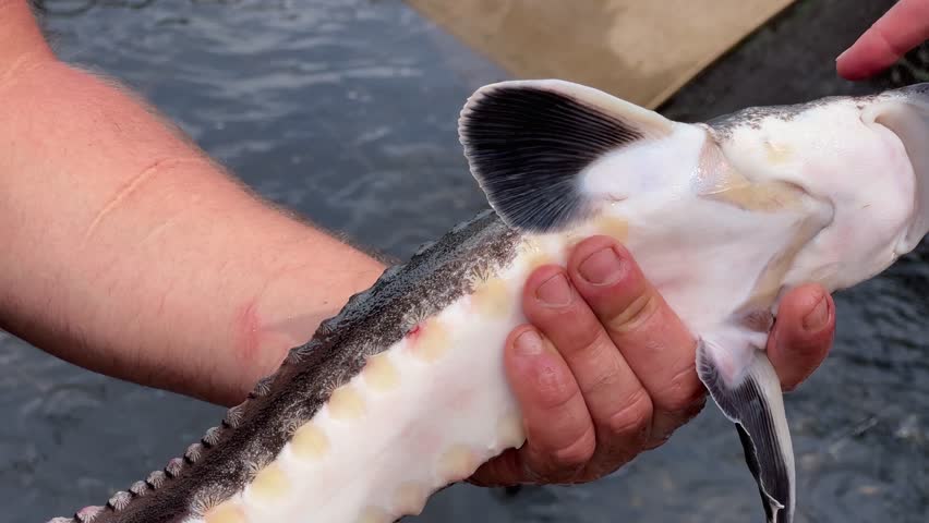 Caught live sturgeon in the hands on a sturgeon farm, view close-up
