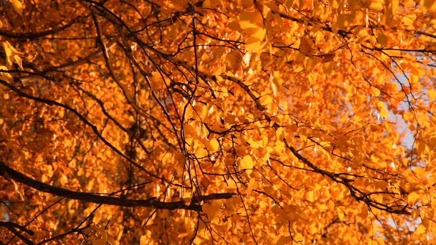 Yellow autumn birch leaves. Background of bright foliage in the wind. Seasonal weather. Picturesque nature in a birch grove.
