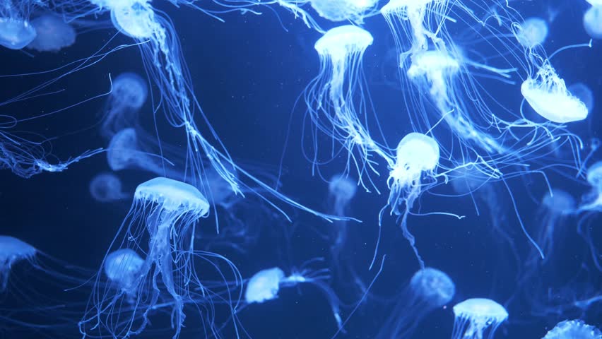 Many small white jellyfish swim underwater