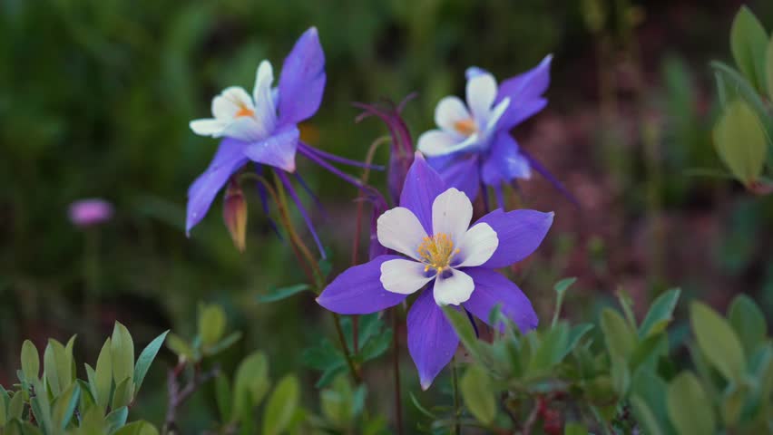 Colorado Rocky Mountain Blue Columbine Wildflowers state flower native plants patch nature wilderness San Juan National Forest Silverton Chicago Basin high alpine aquilegia caerulea trail shade summer