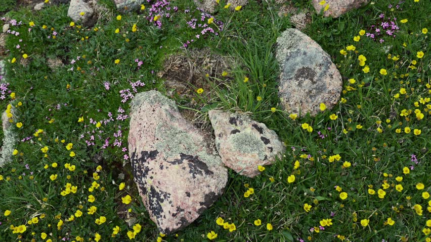 Twin Lakes trail yellow purple alpine wildflowers Rocky Mountains summer Chicago Basin Colorado Silverton San Juan Range Mount Eulos fourteeners Sunlight Windom Peak Silverton afternoon wind static