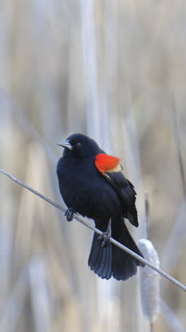 Red-winged Blackbird Call with Audio