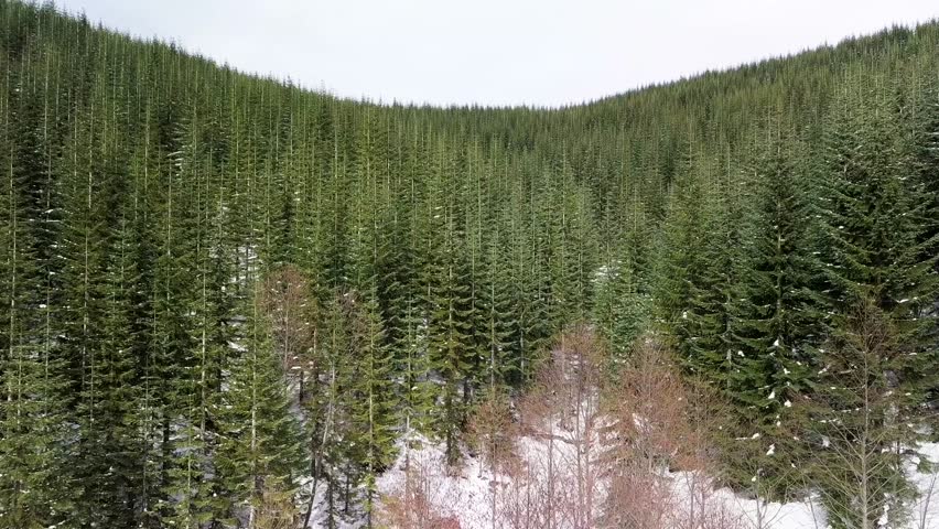Drone aerial flight over new growth pine tree canopy restructured forest near Mount St Helens, Washington State. Dolly in